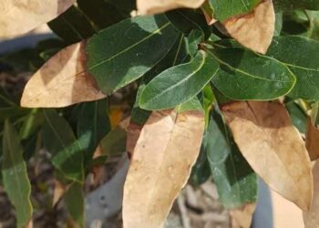 Pourquoi les feuilles de palmier deviennent marron ?