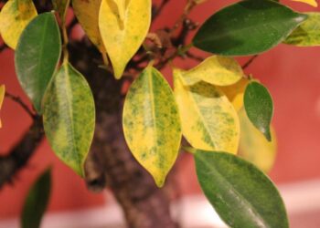 Pourquoi les feuilles de palmier jaunissent ?