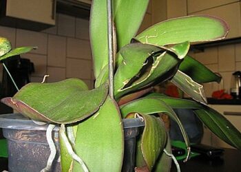 Pourquoi les feuilles des orchidées brunissent ?