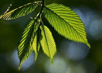 Pourquoi les feuilles des plantes deviennent marrons ?