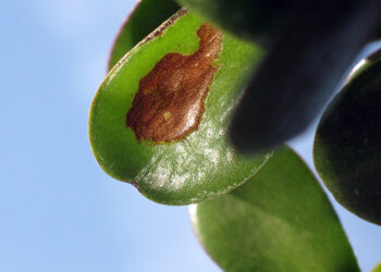 Pourquoi les feuilles du crassula tombent ?