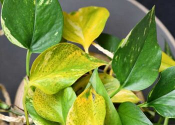 Pourquoi les feuilles du pothos deviennent jaunes ?