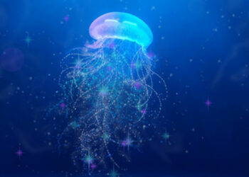 Pourquoi les méduses piquent l'homme ?