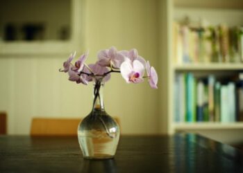 Pourquoi les orchidées sont dans des pots transparents ?