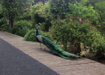 Pourquoi les paons crient Léon ?