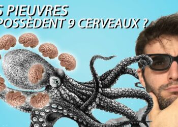 Pourquoi les pieuvre ont 9 cerveaux ?