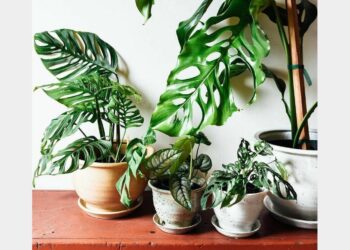 Pourquoi les plantes Ikea meurent ?