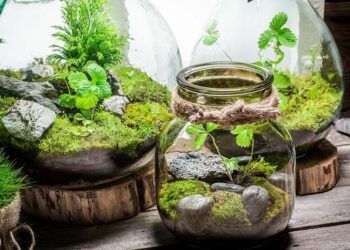 Pourquoi les plantes de mon terrarium pourrissent ?
