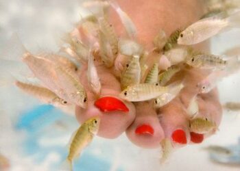 Pourquoi les poissons mangent la peau morte ?