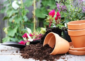 Pourquoi les pots en terre cuite moisissent ?