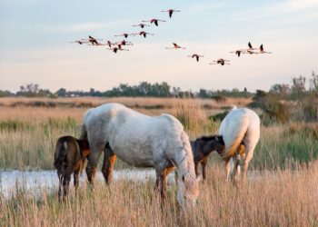Pourquoi les poulains naissent au printemps ?