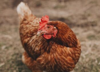 Pourquoi les poules Ont-elles des dents ?