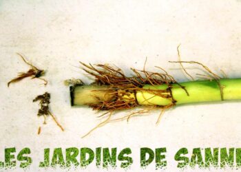 Pourquoi les tiges de bambou jaunissent ?