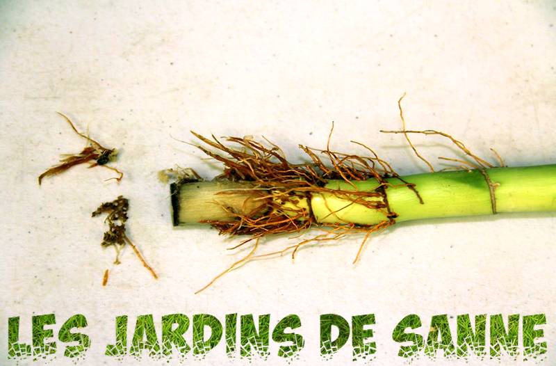 Pourquoi les tiges de bambou jaunissent