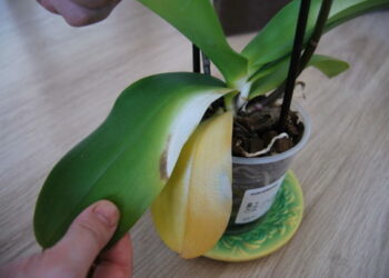 Pourquoi les tiges de mes orchidées deviennent jaunes ?