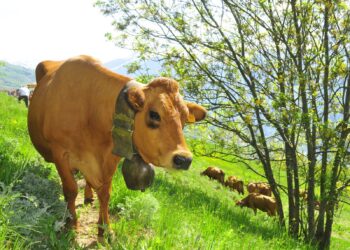 Pourquoi les vaches ont des cloches autour du cou ?