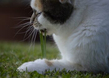 Pourquoi les vers sortent du chat ?
