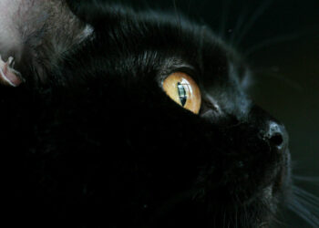 Pourquoi l'opale porte malheur ?