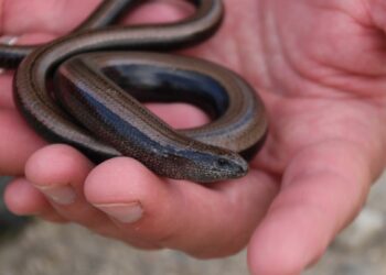 Pourquoi l'orvet n'est pas un serpent ?
