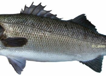 Pourquoi loup ou bar ?