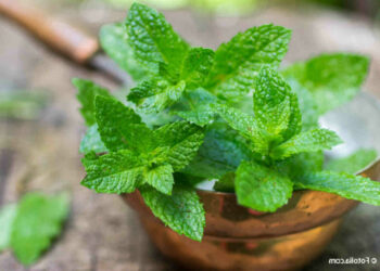 Pourquoi ma menthe meurt ?