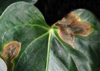 Pourquoi ma plante verte sèche ?