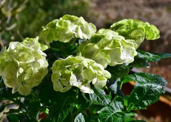 Pourquoi mes fleurs d'hortensia deviennent vertes ?