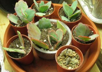 Pourquoi mes plantes grasses meurent ?