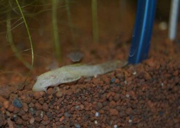 Pourquoi mes poissons meurent ils les uns après les autres ?