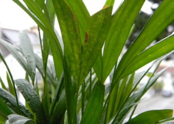 Pourquoi mon Kentia sèche ?