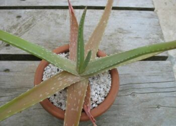 Pourquoi mon aloe vera est marron ?