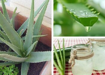 Pourquoi mon aloe vera se creuse ?