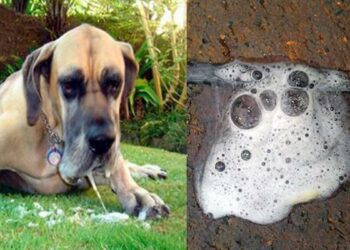 Pourquoi mon chien vomis de la mousse blanche ?