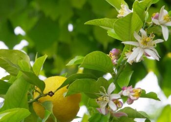 Pourquoi mon citronnier 4 saisons ne fleurit pas ?