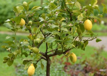 Pourquoi mon citronnier ne donne pas de citrons ?