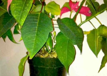 Pourquoi mon étoile de Noël perd ses feuilles ?