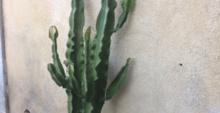 Pourquoi mon euphorbe jaunit ?