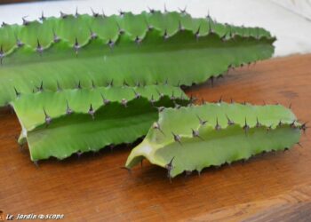 Pourquoi mon euphorbe ne pousse pas ?