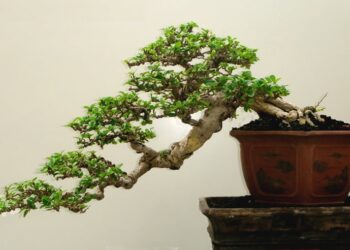 Pourquoi mon olivier perd ses feuilles en été ?