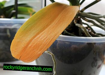 Pourquoi mon orchidée devient jaune ?