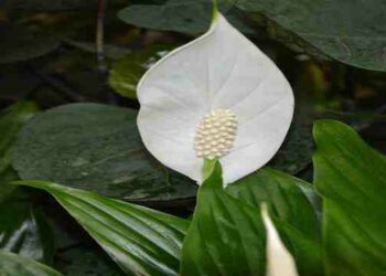 Pourquoi mon spathiphyllum fané ?