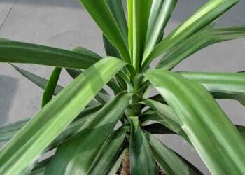 Pourquoi mon yucca à des feuilles jaunes ?