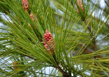 Pourquoi ne pas brûler du sapin ?