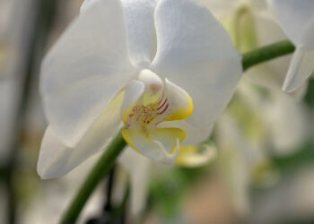 Pourquoi ne pas offrir des orchidées ?