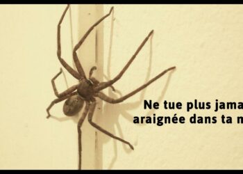 Pourquoi ne pas tuer les araignées dans la maison ?