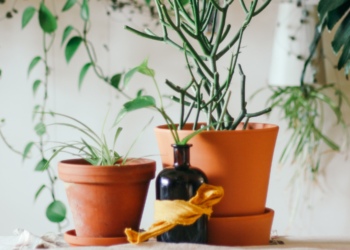 Pourquoi offrir une plante en cadeau ?