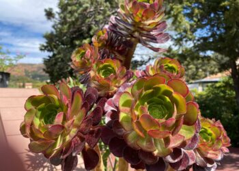 Pourquoi plante grasse molle ?