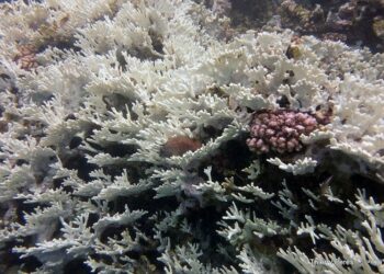 Pourquoi protéger les coraux ?