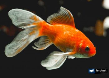 Pourquoi un poulpe devient blanc ?