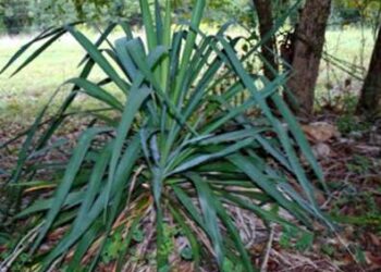 Pourquoi un yucca meurt ?